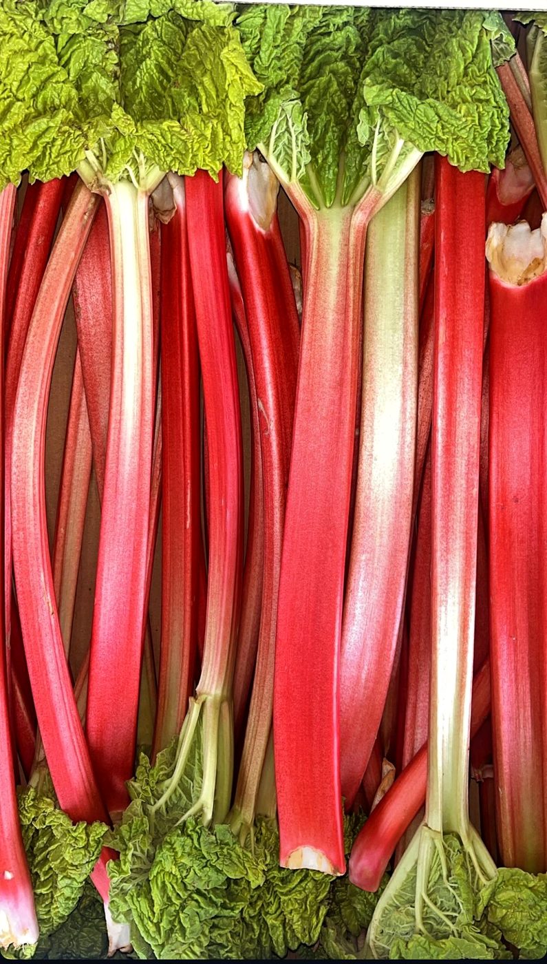 Pink rhubarb stalks